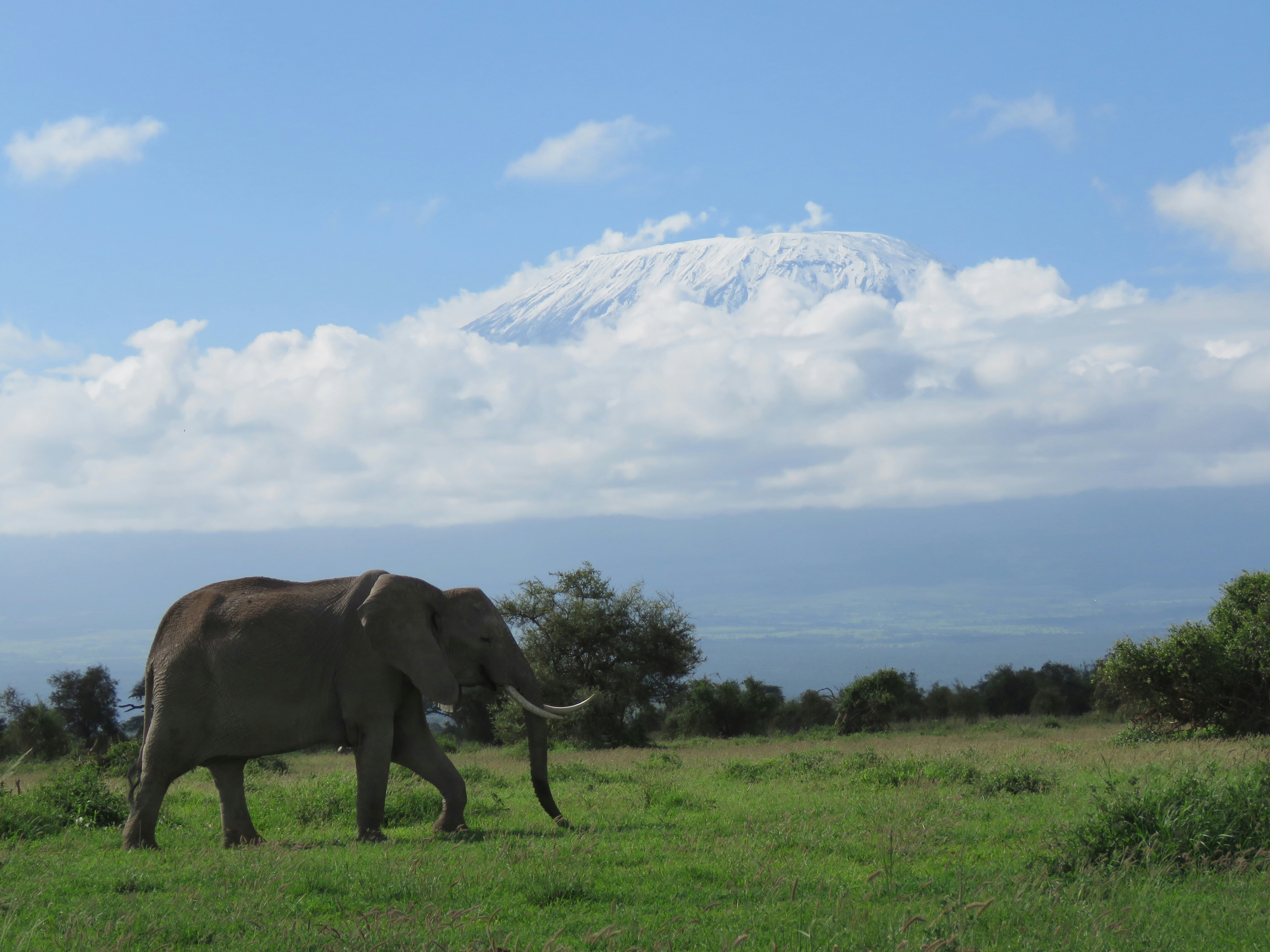 Amboseli landscape, an alternative field study destination