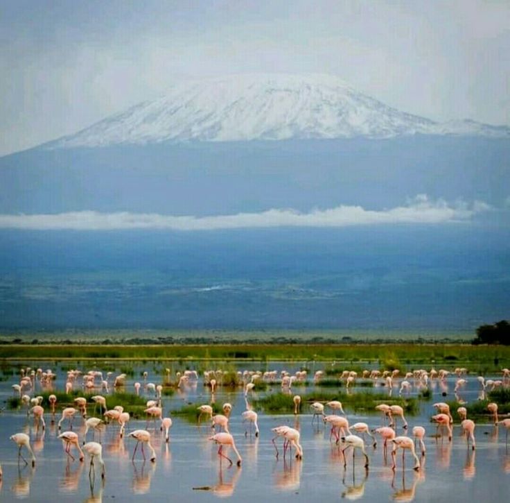 Wildlife around the wetlands and swamps of Amboseli National Park