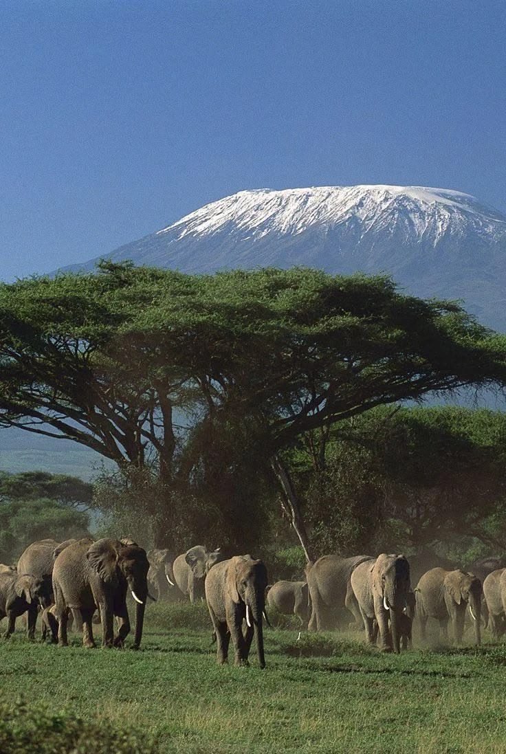 Amboseli National Park Kenya with elephants and Mount Kilimanjaro