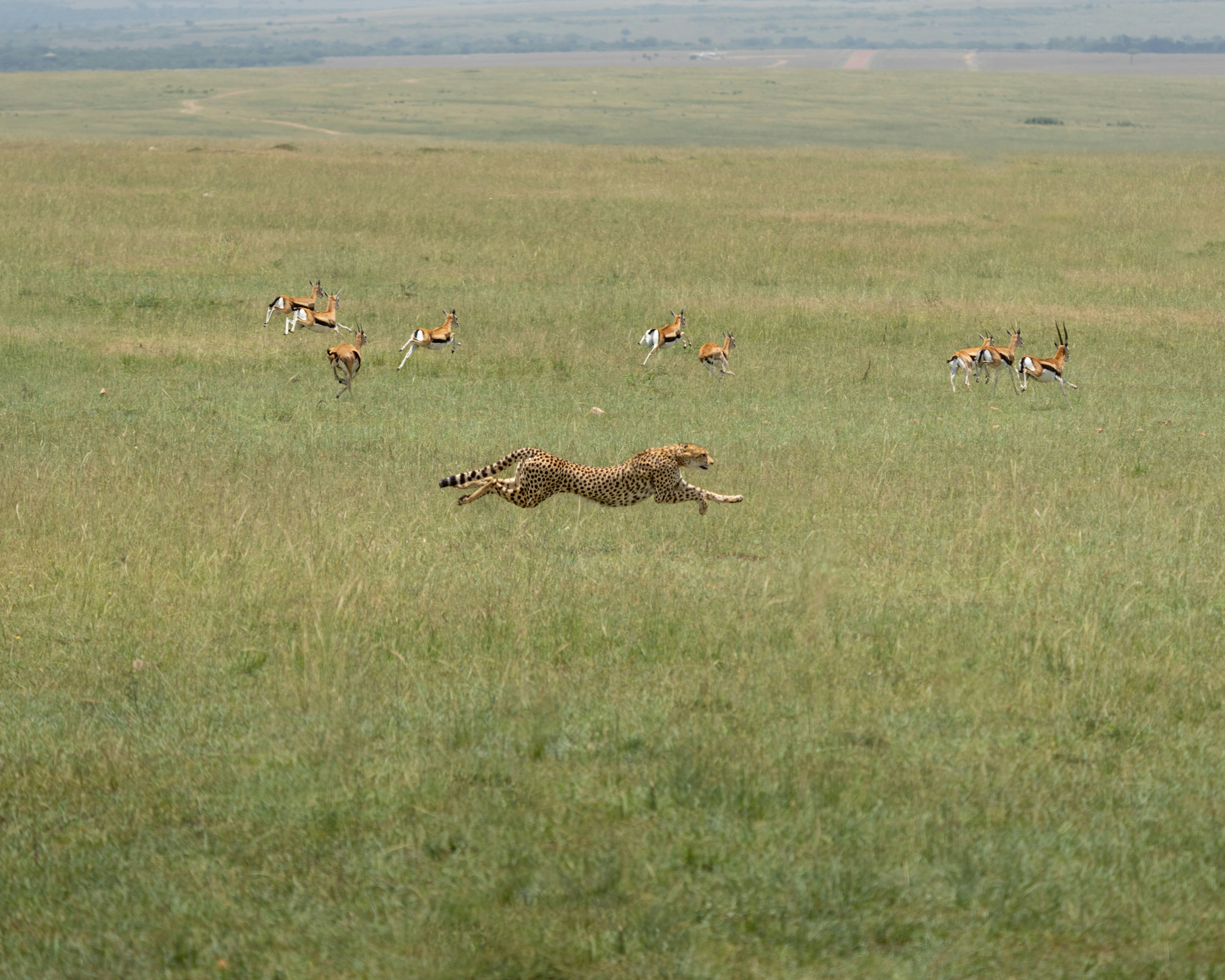 Cheetah surveying the plains, part of predator ecology study
