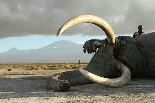 Elephant in the wild — Wildlife conservation