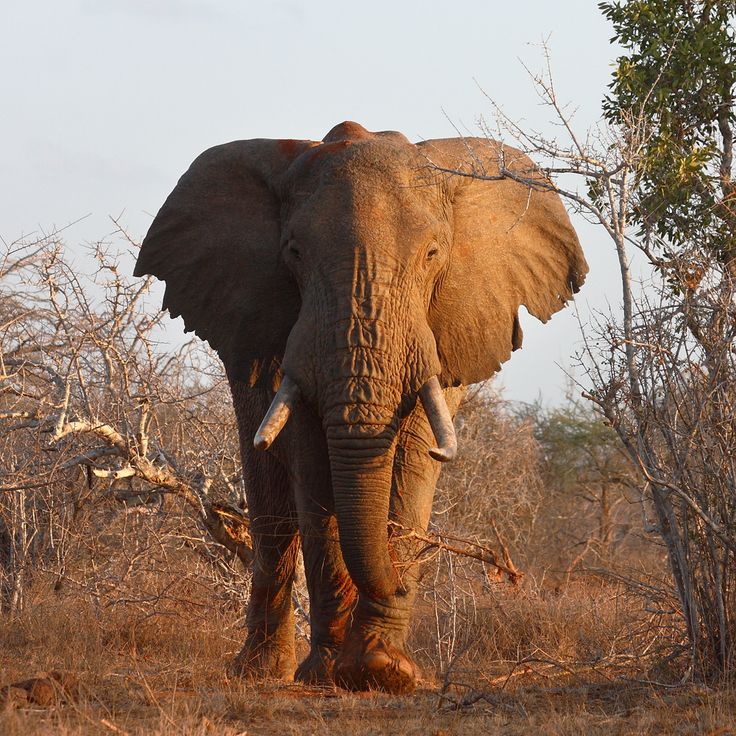Rangers on patrol