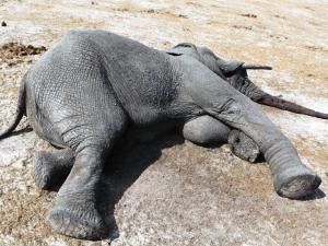 Rhino conservation
