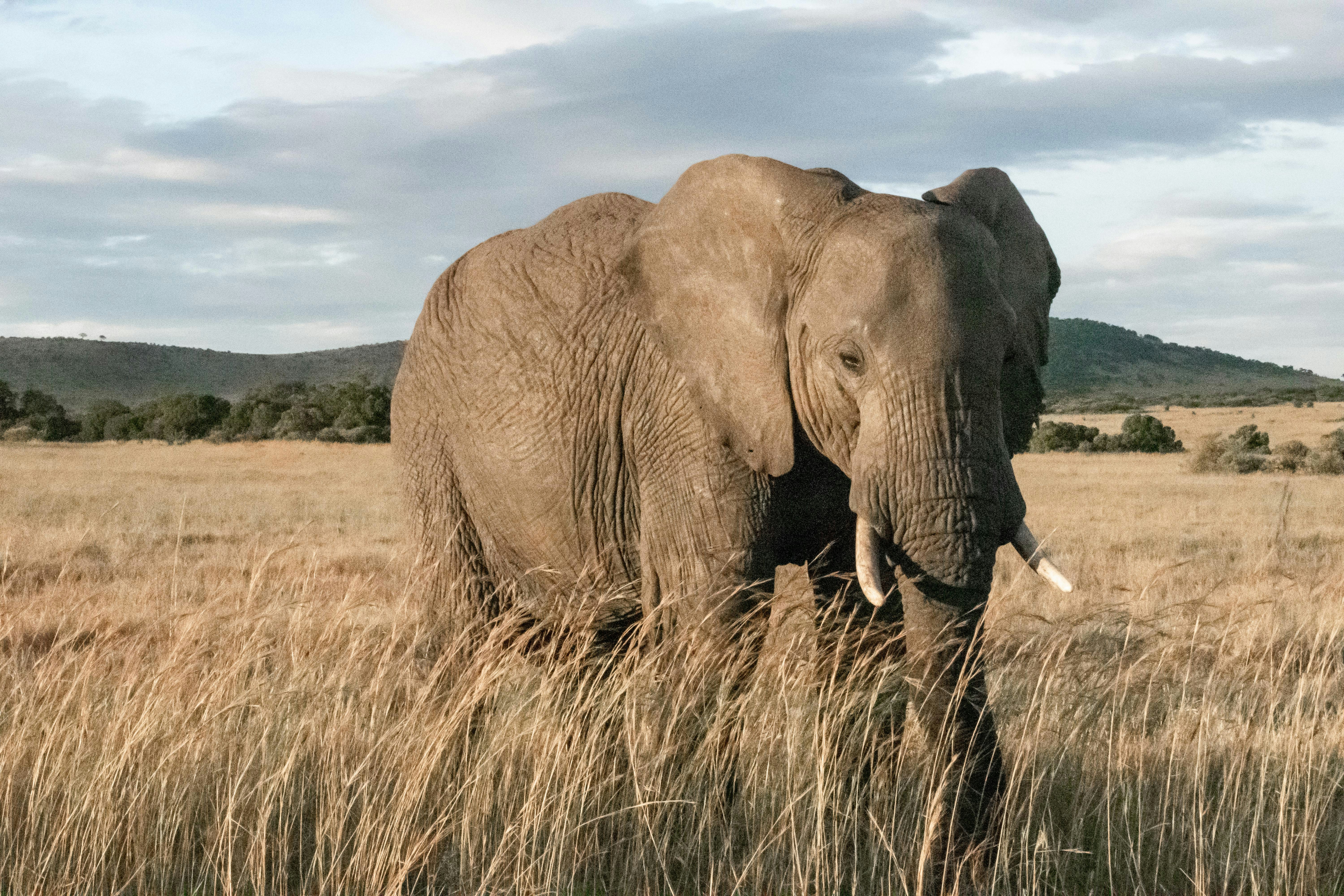 African landscape conservation at Denvin Tours