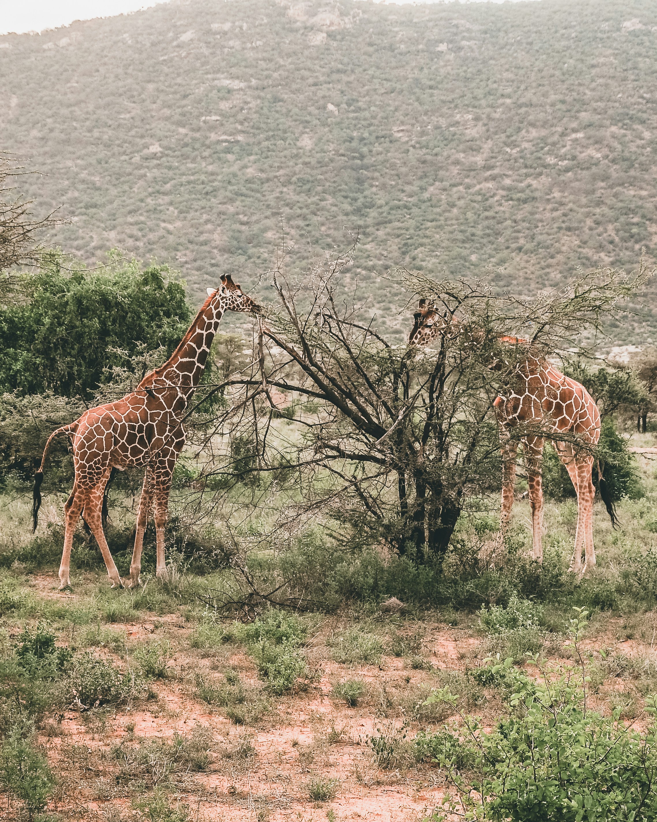 Reticulated giraffe against Samburu's red earth landscape