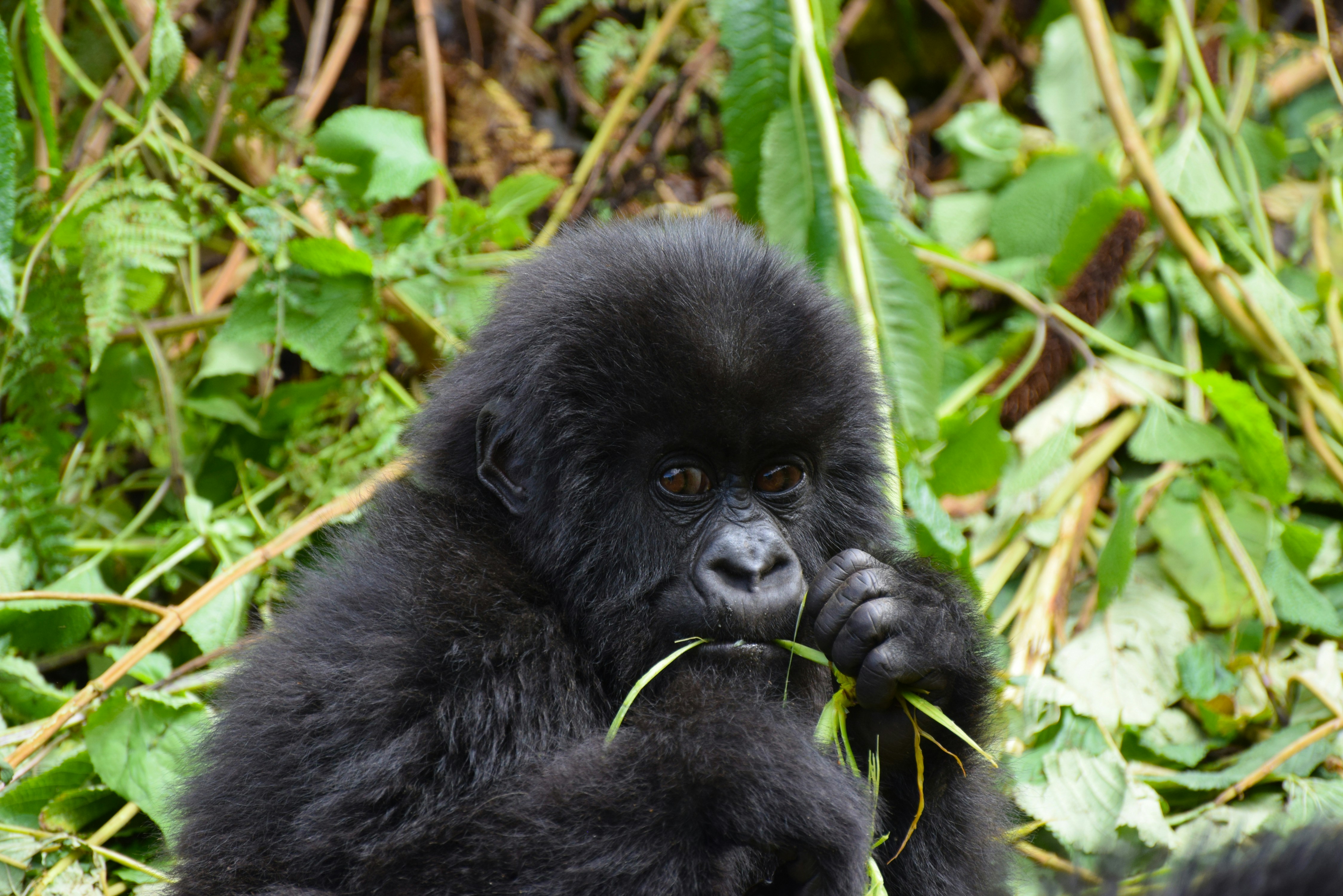 Mountain gorilla trekking in Bwindi Uganda
