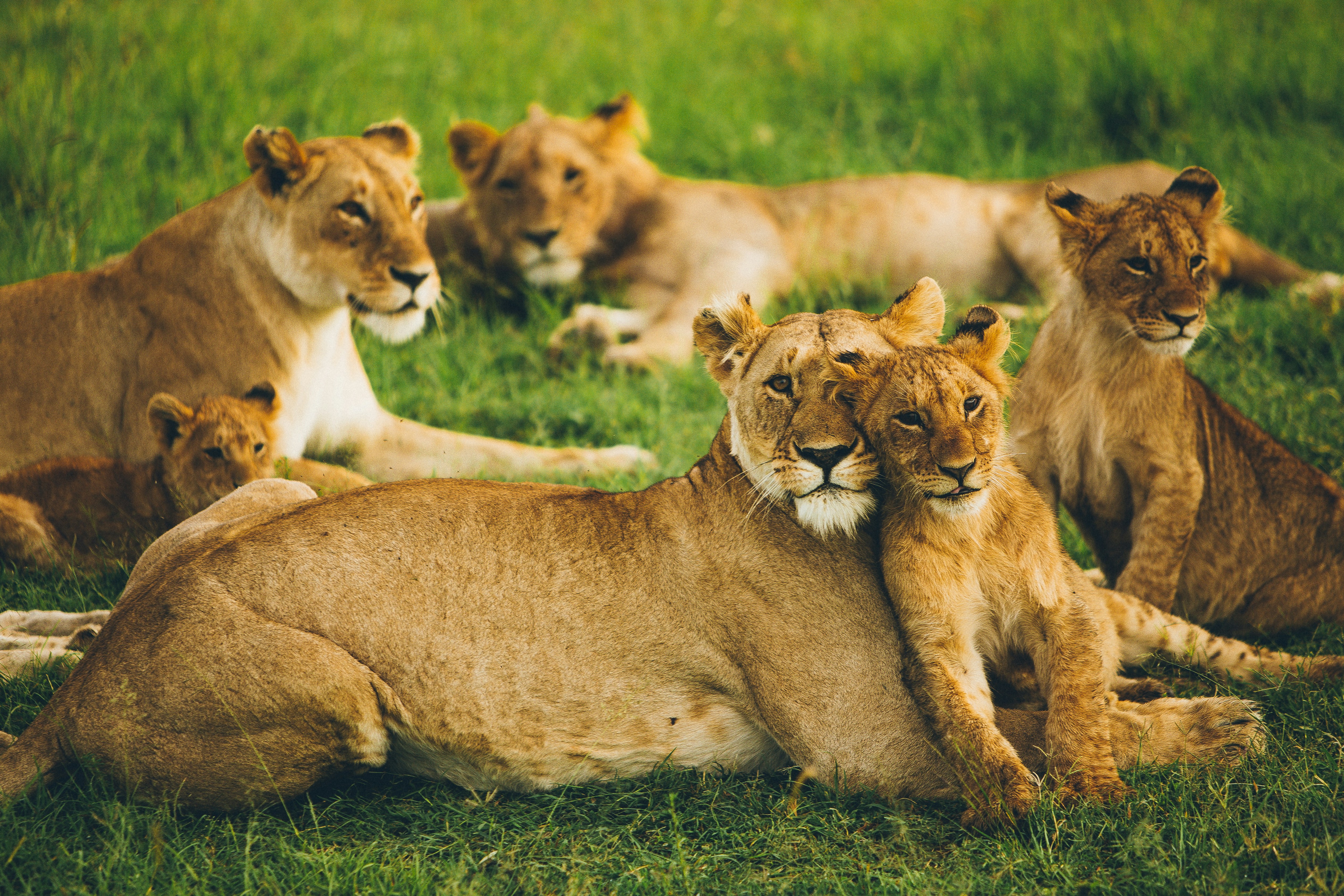 Lion in golden light during morning game drive