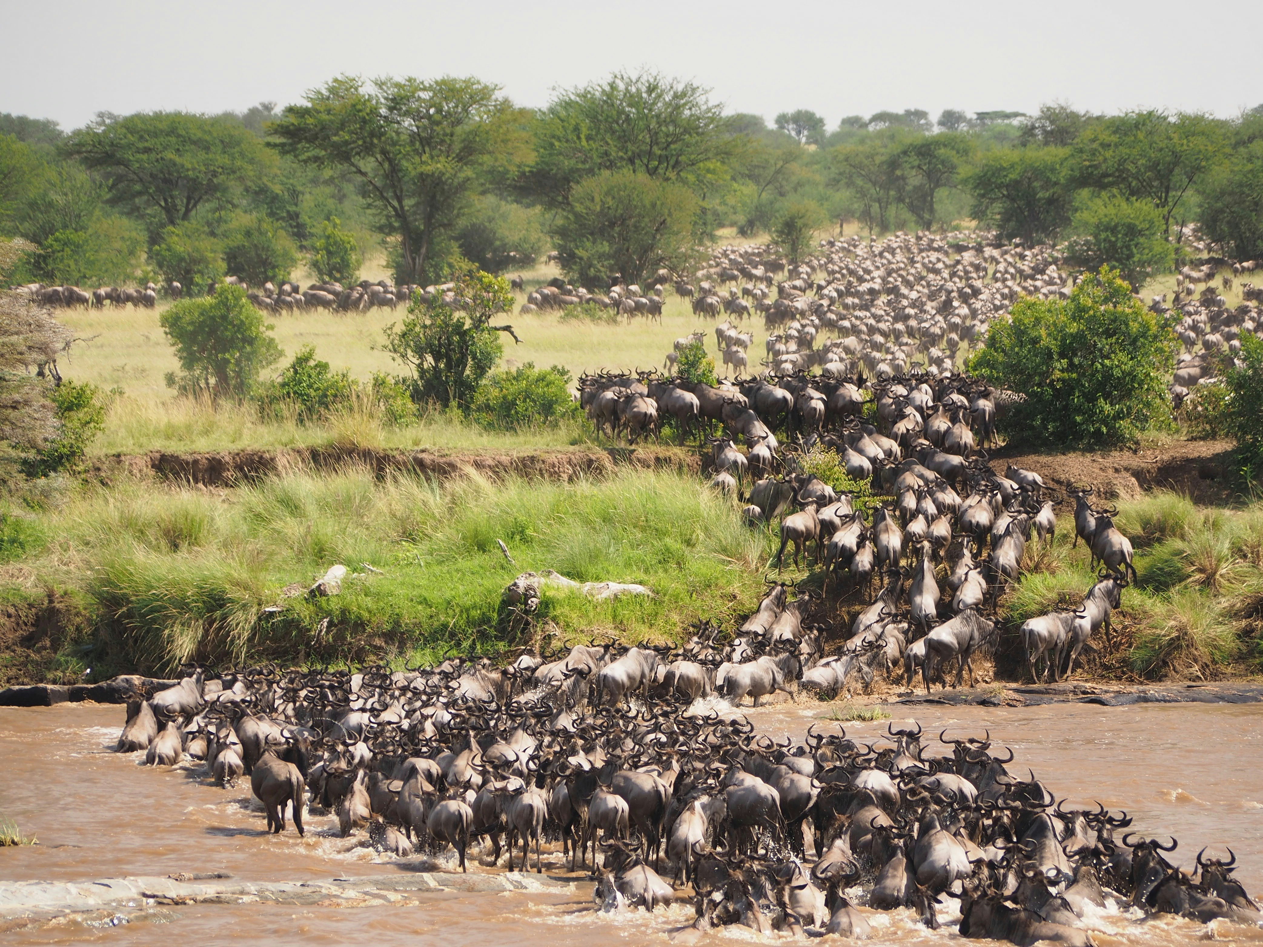 Great wildebeest migration safari in Maasai Mara Kenya