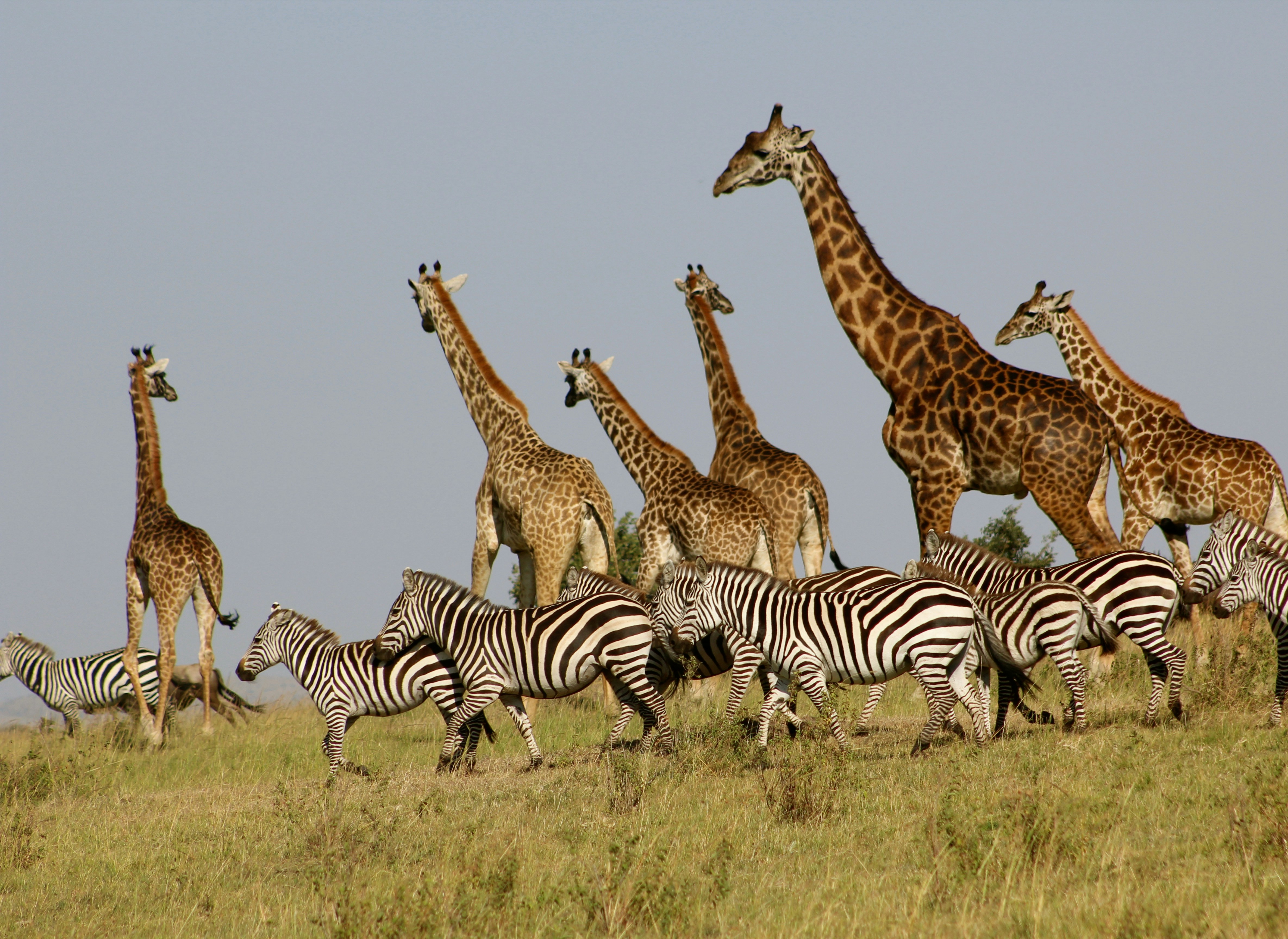 Giraffe walking across African plains against blue sky