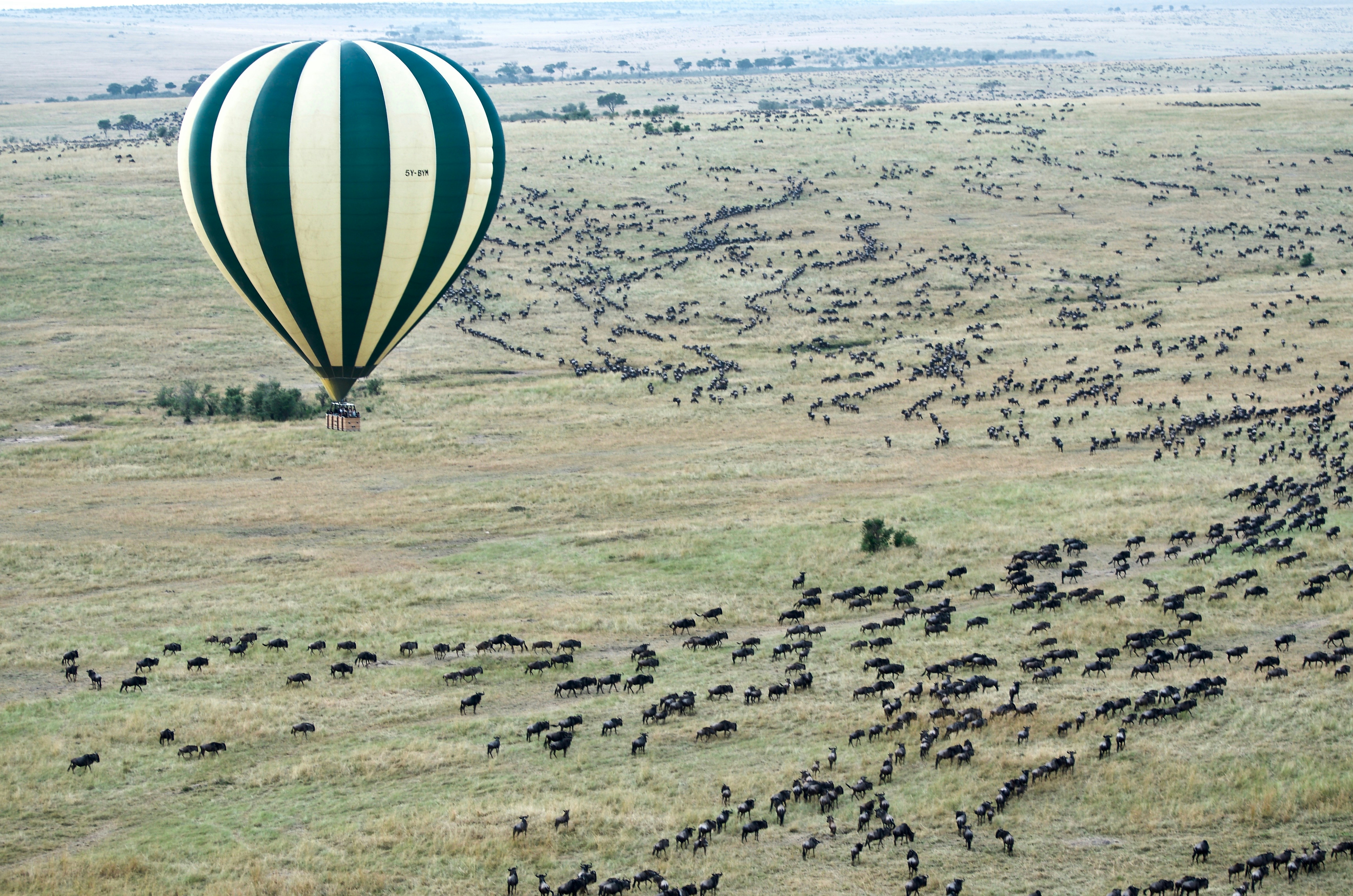 Mara Signature Safari with lions and Big Five in Kenya