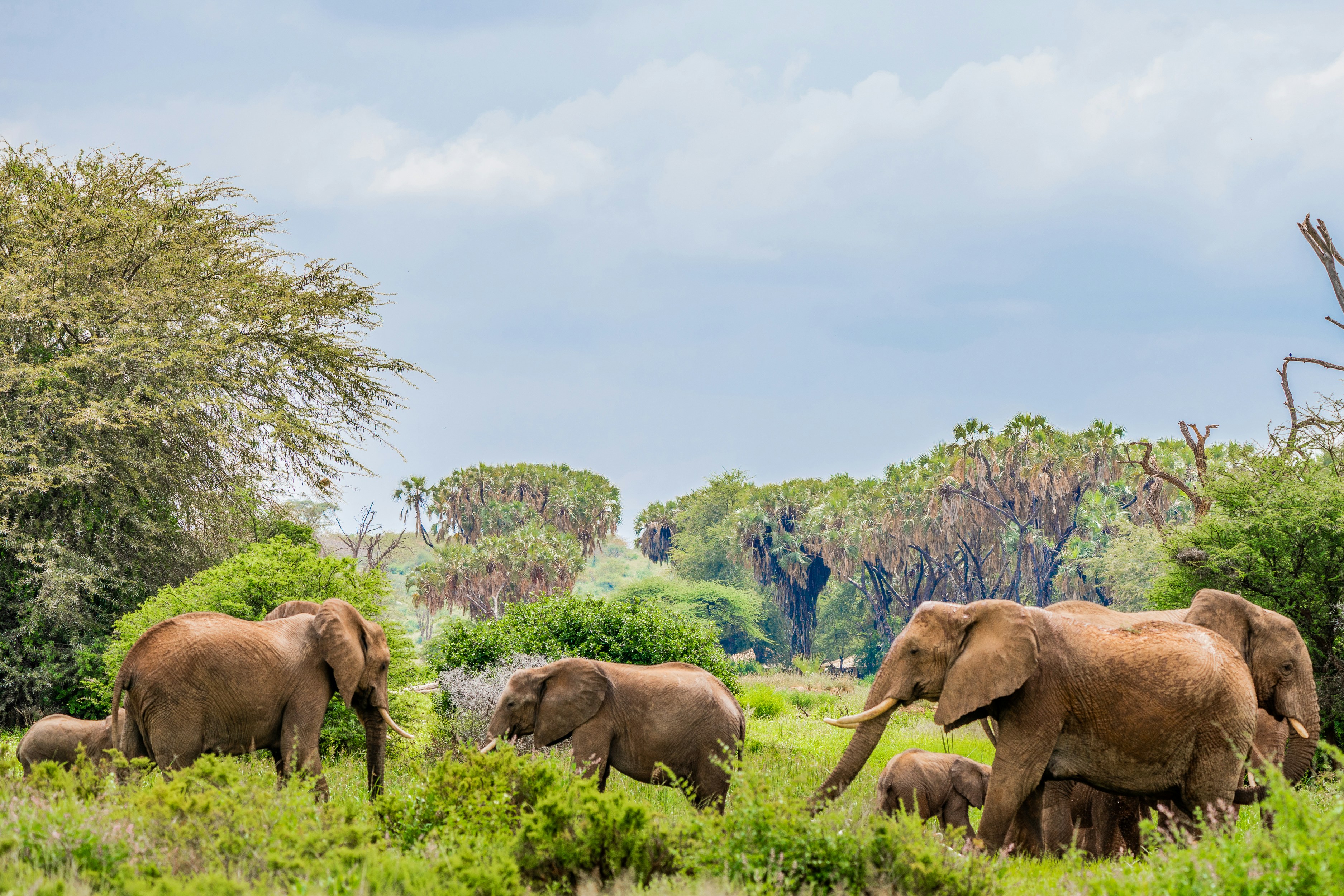 Elephant herd moving at sunset in African savanna
