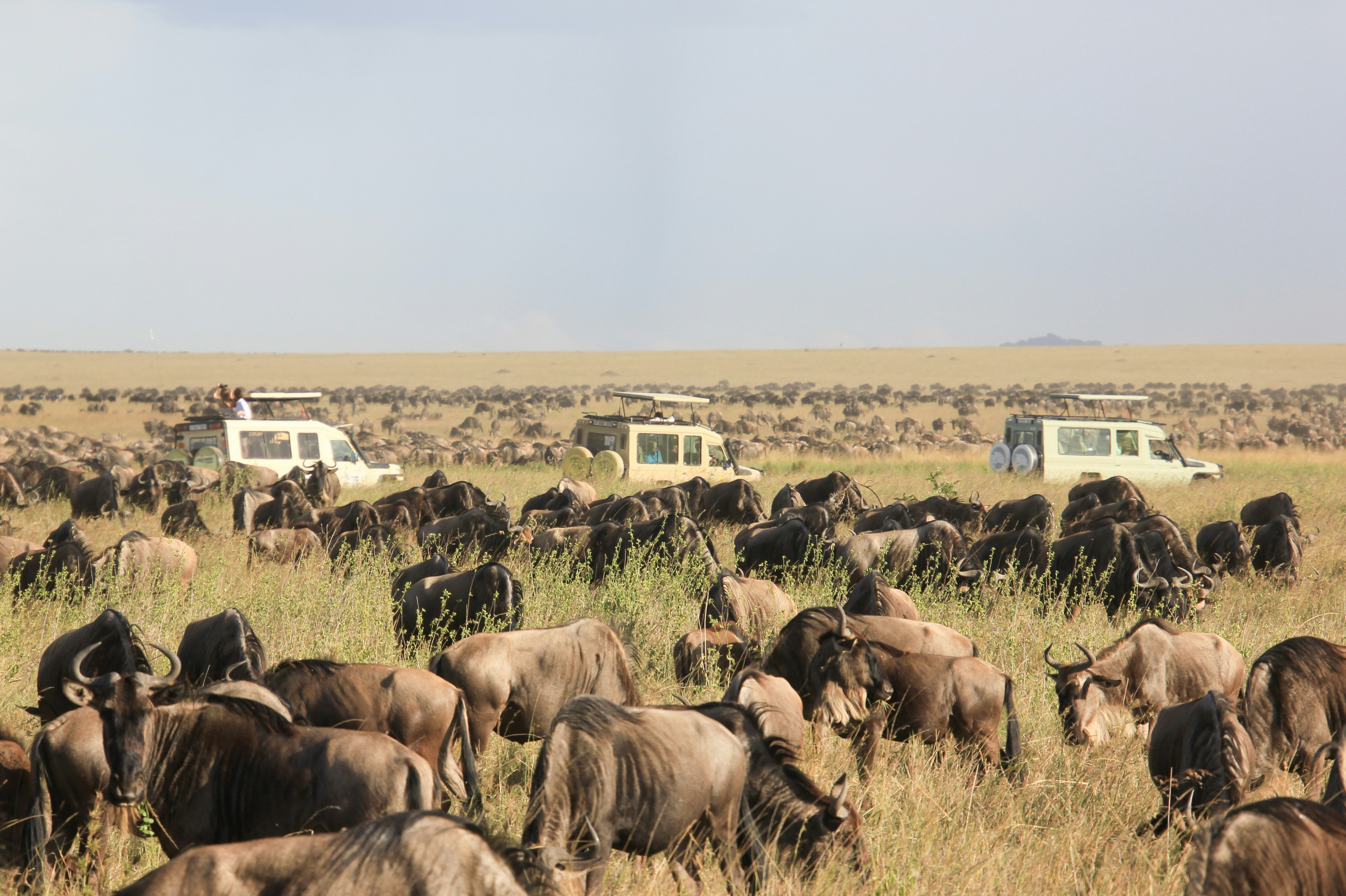 Serengeti National Park Tanzania plains with wildebeest