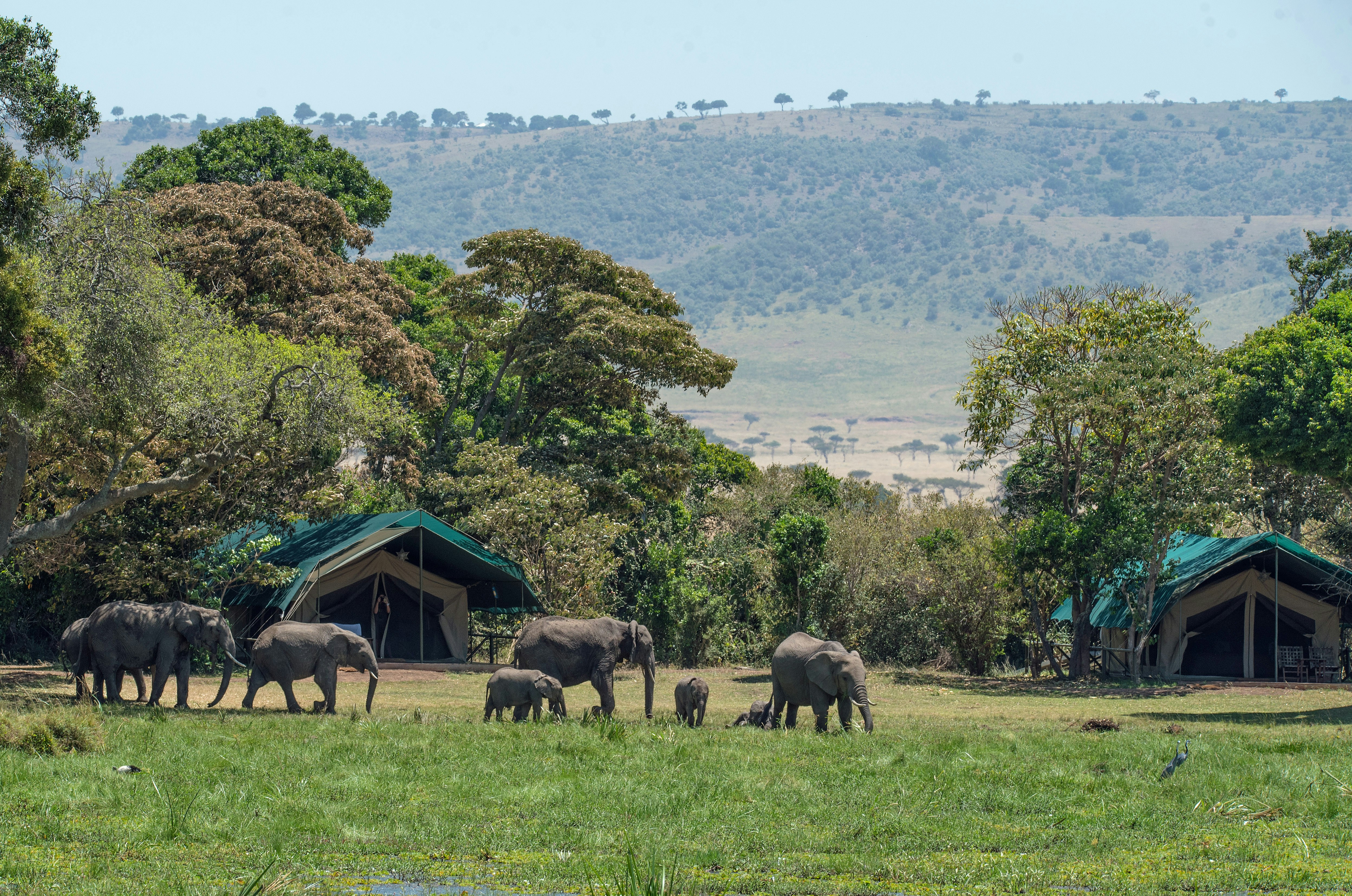 Luxury safari camp tents with lanterns in African wilderness