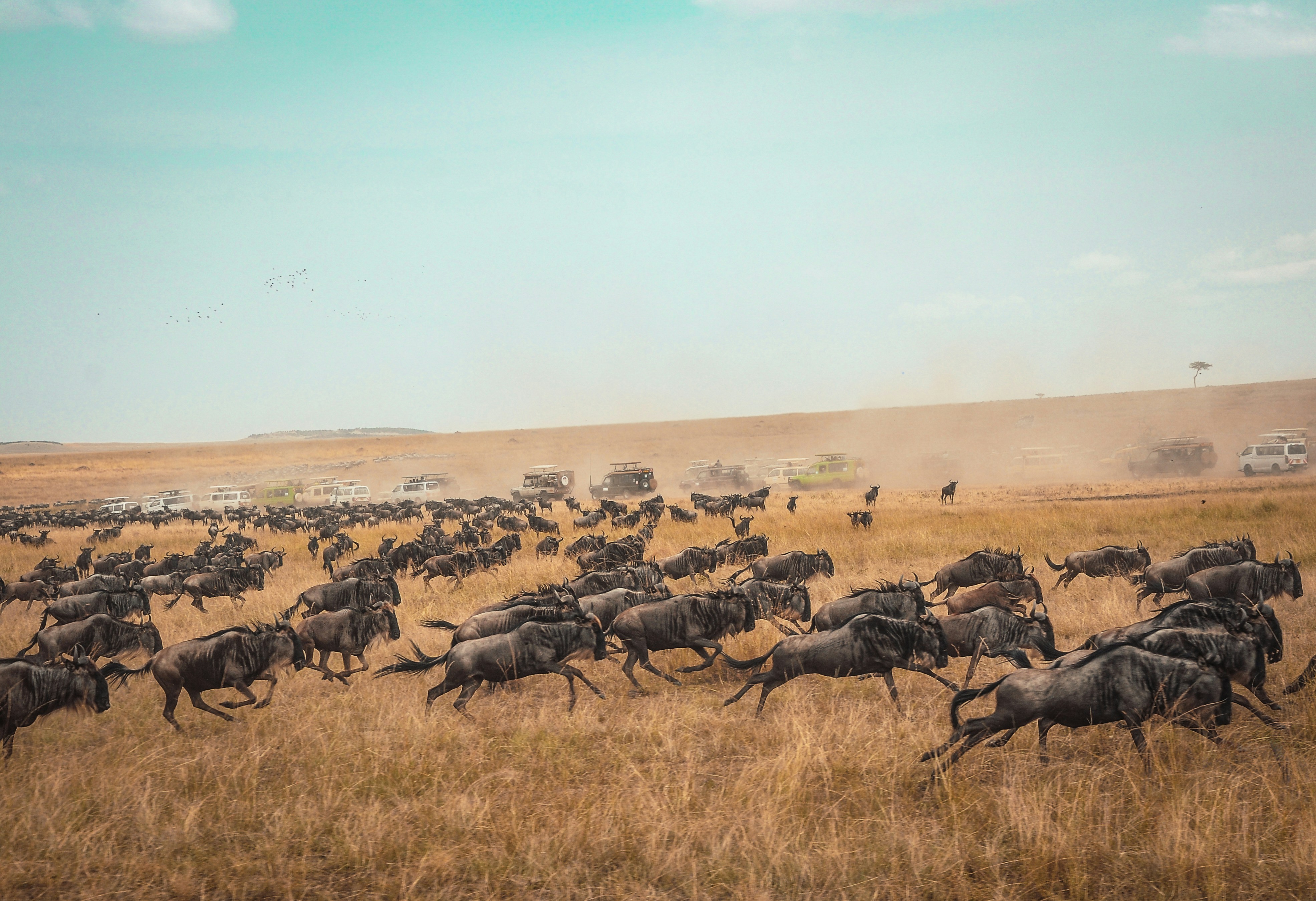 Wildebeest crossing the Mara River during the Great Migration