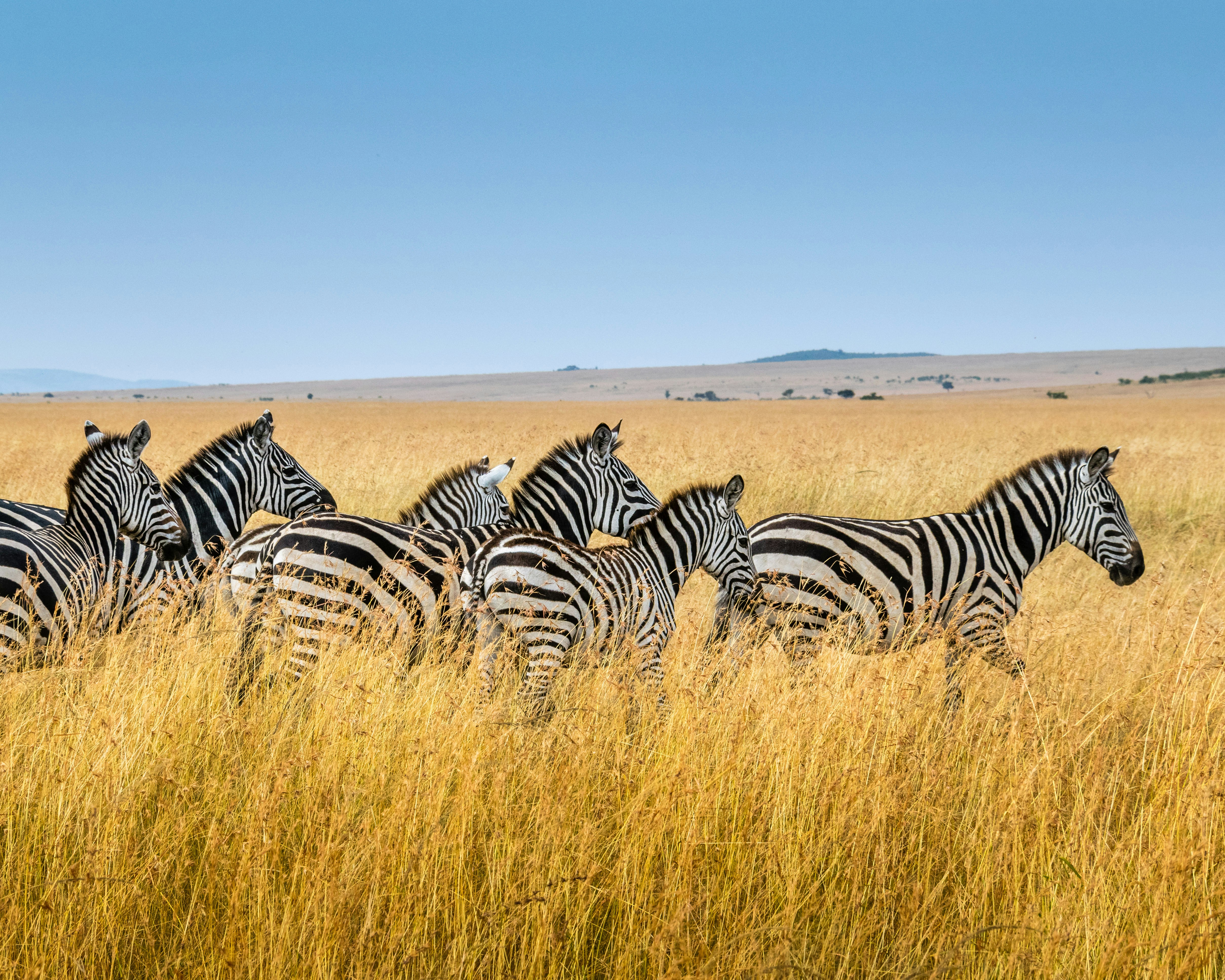 Zebra herd on African savanna